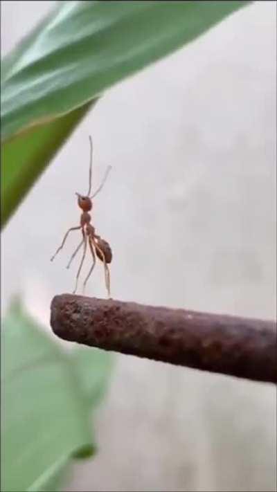 Cold-hearted ants leave a friend behind.