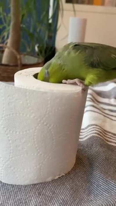 I guess the toilet paper roll is hers now