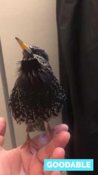 European Starlings are so good at mimicry, they can even do human speech