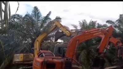 Duel between operators, claiming palm oil plantation