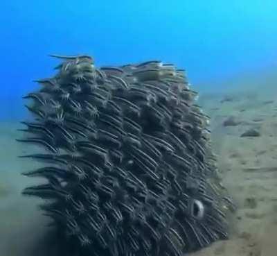 🔥School of Striped Eel Catfish🔥