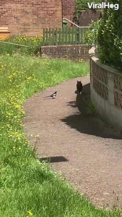 Stealthy magpie pretends not to follow the cat