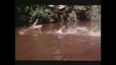 Crocodile farm owner Ross Katanga (whose own father had been eaten by a crocodile) did this stunt on James bond (1973) He succeeded on his 5th attempt!!