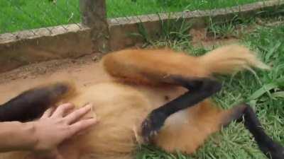 😍Rescued Maned Wolf gets belly scratches😍