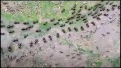 Truce between termites (top) and ants (bottom) with each side having its own line of guards.