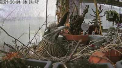 Ever seen a roadrunner trying to catch a fly?