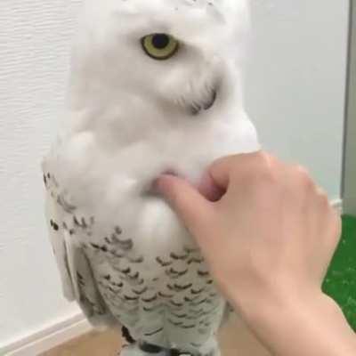 How insanely fluffy a snowy owl is