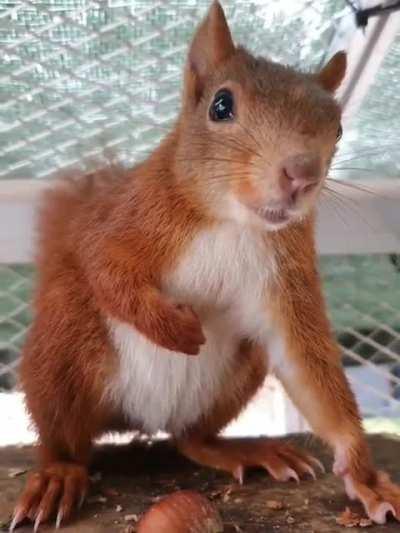 Squirrel trying to scare off a bird