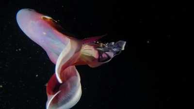 An Absolute Glorious Blanket Octopus