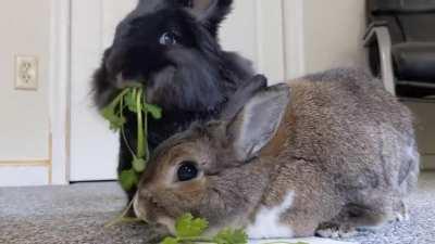 Bunny tug of war