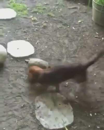 A dog and his turtle playing ball.