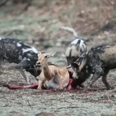 Wild dogs tear apart a female impala along with her unborn baby.