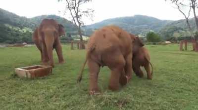 Aside from poaching, one of the most common reasons baby elephants are lost is because they fall in wells or other man-made enclosures. Here we see the wisdom of the herd at work as an older elephant prevents a curious baby from getting too close.