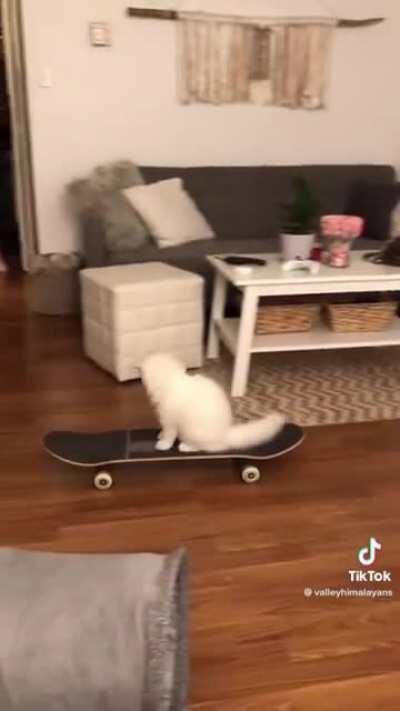 Skateboard cat