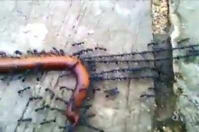 Ants working as a team!