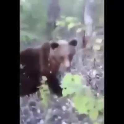 HMFT after trying to kick a bear