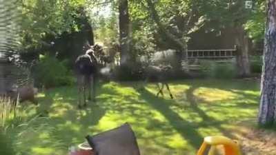 🔥 A family of moose visit a backyard to run through the sprinkler, Spokane Washington 🔥