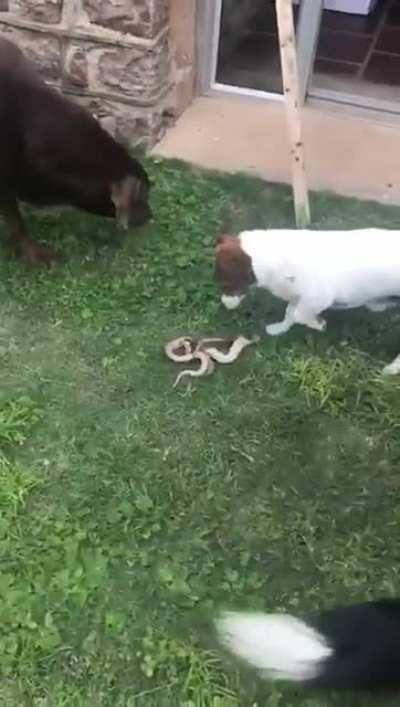 The dog knows how to deal with a snake.