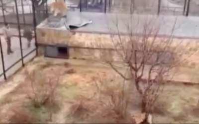 His sister and brother rushed to help and called the zoo staff cleverly when they failed