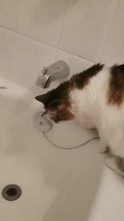 How my cat drinks...