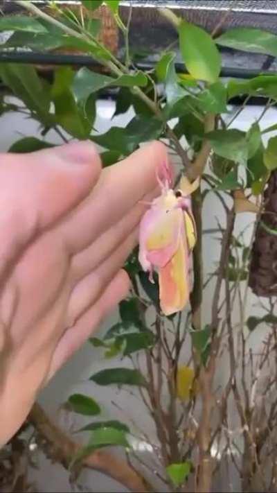 🔥 Gorgeous Chinese Luna Moth. Wait for it!