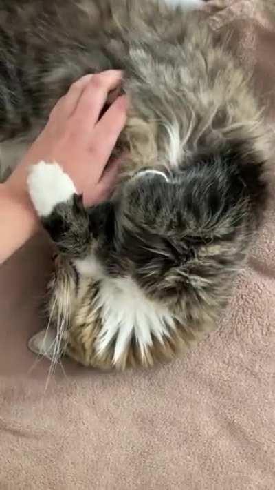 Loves his tum tum rubs when he’s sleepy. The only place he really likes to be stroked.