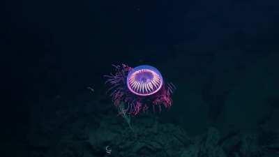 🔥 A rare deep sea Halitrephes maasi jellyfish caught on camera 🔥