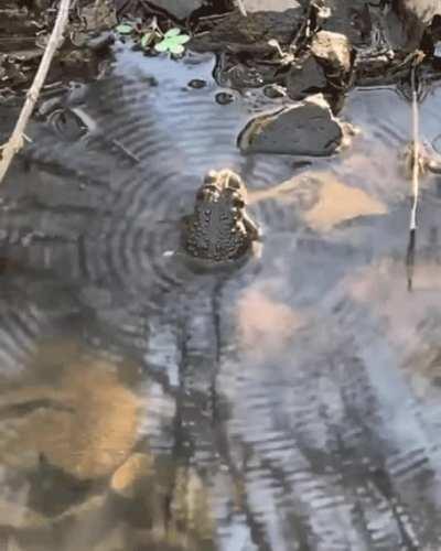 🔥 Frog's song resonates with the pond he's in