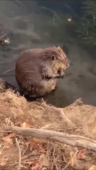 A beaver taking a morning bath in Yuma, Arizona.