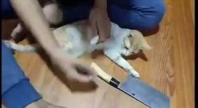 How to cut your kitty's nails