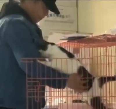 Caretaker goes to feed cat at shelter, but cat ask for a hug instead.