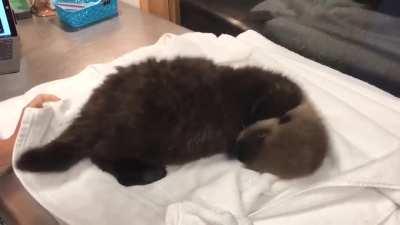 When Joey (Baby sea otter) had the wiggles