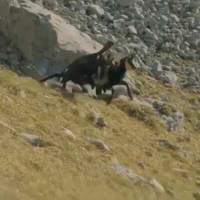 Golden eagle rides a Chamois down a mountain.