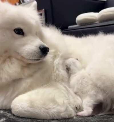 Dog acts like foster father for newborn cat