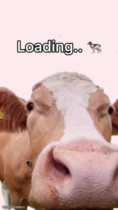 Moo