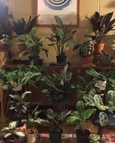 Three day timelapse of indoor plants