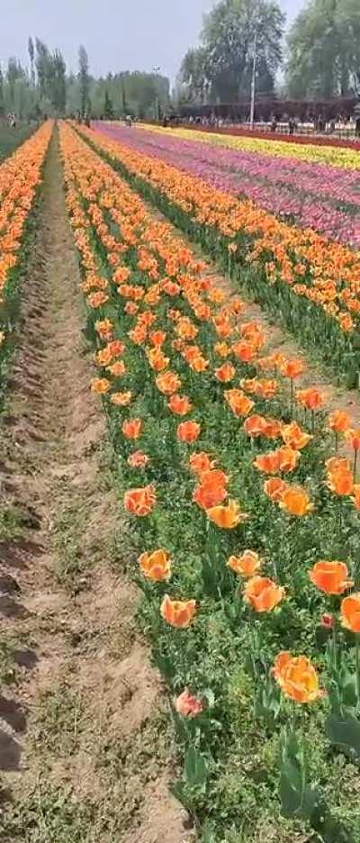 A visit to Asia's largest tulip garden in Srinagar, Kashmir, India [OC]