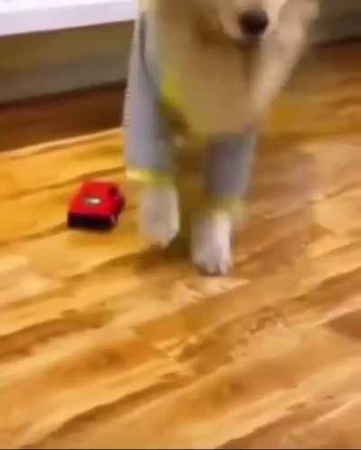 DoG GeTs HiT By CaR