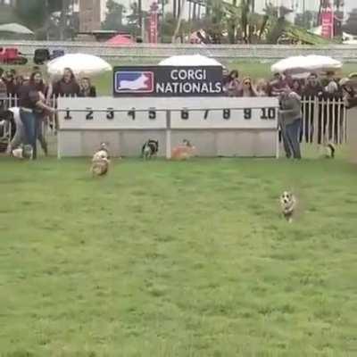 Corgi races!