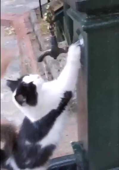 Giving a thirsty street cat a little water