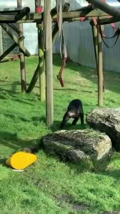 Monkey do be spinning tho