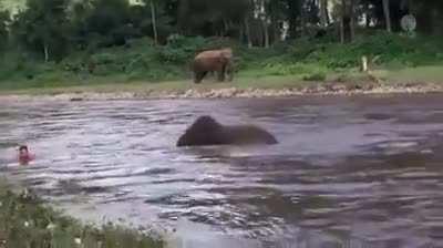 Elephant kiddo thought human is not able to swim and tries to save him