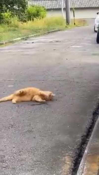 Just a cat playing with a noodle snake