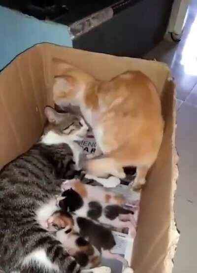 Just a cute family of cats