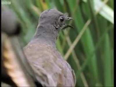 Amazing bird can imitate all sounds