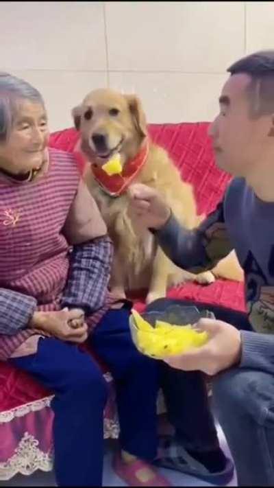 moments when a golden who cares for the elderly gets angry.