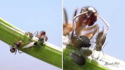 Ants keep aphids as cattle and protect them in exchange for honeydew.