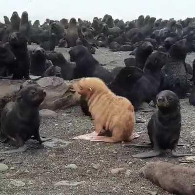 This rare ginger albino seal pup is one in a 100,000.