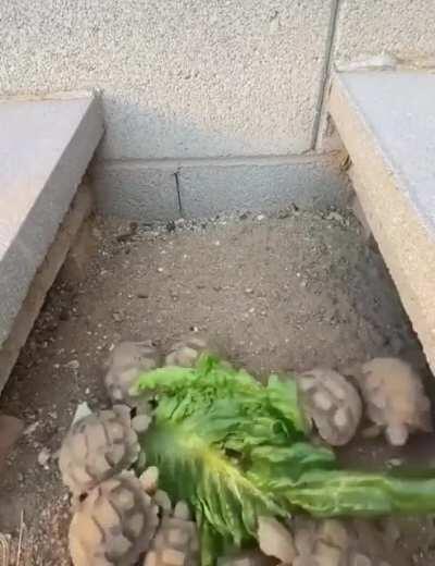 Turtles eating lettuce