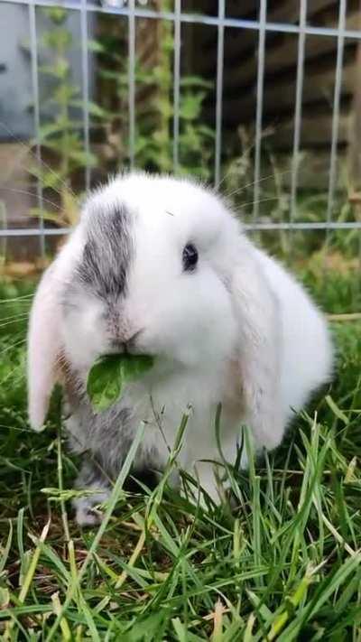 This little guy is 6 weeks old and VERY hungry.